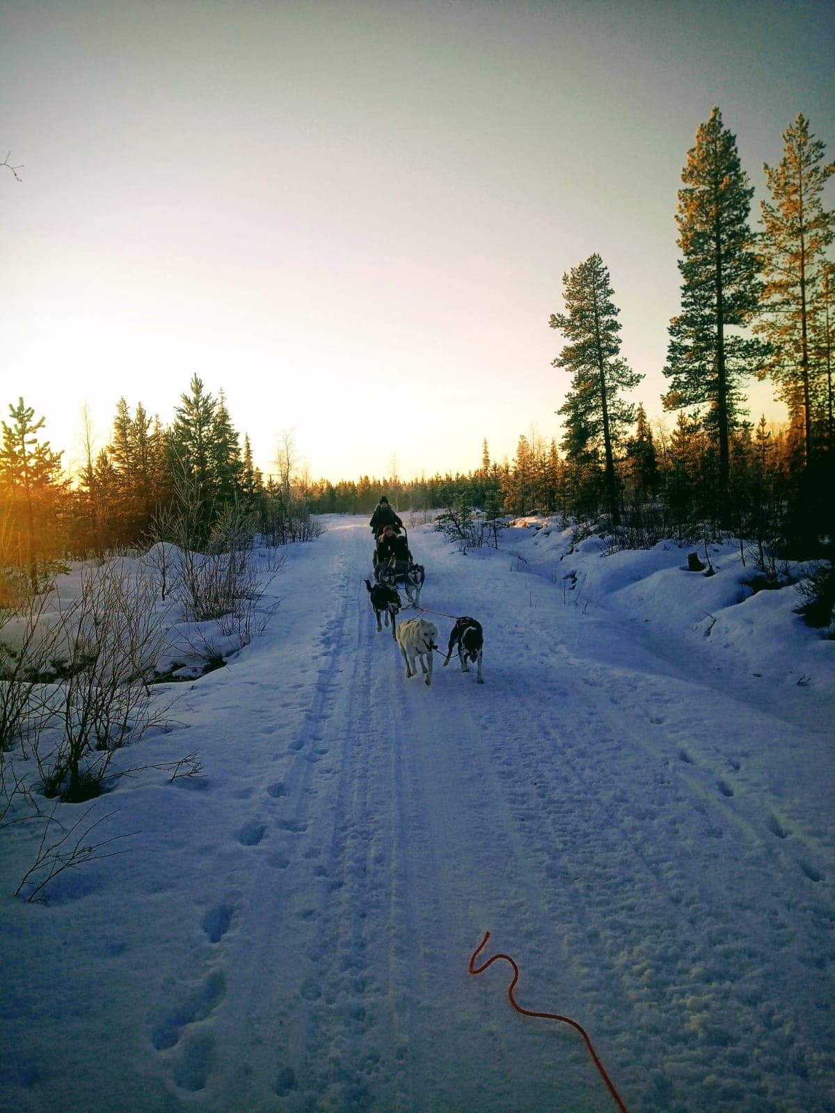 Guided Husky Experience – Husky safari 3 km