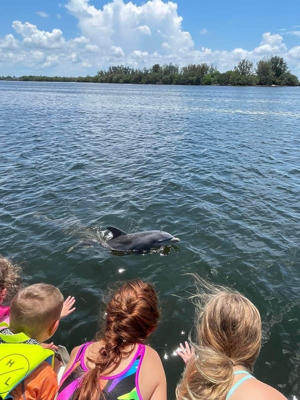 Island/Dolphin Trips