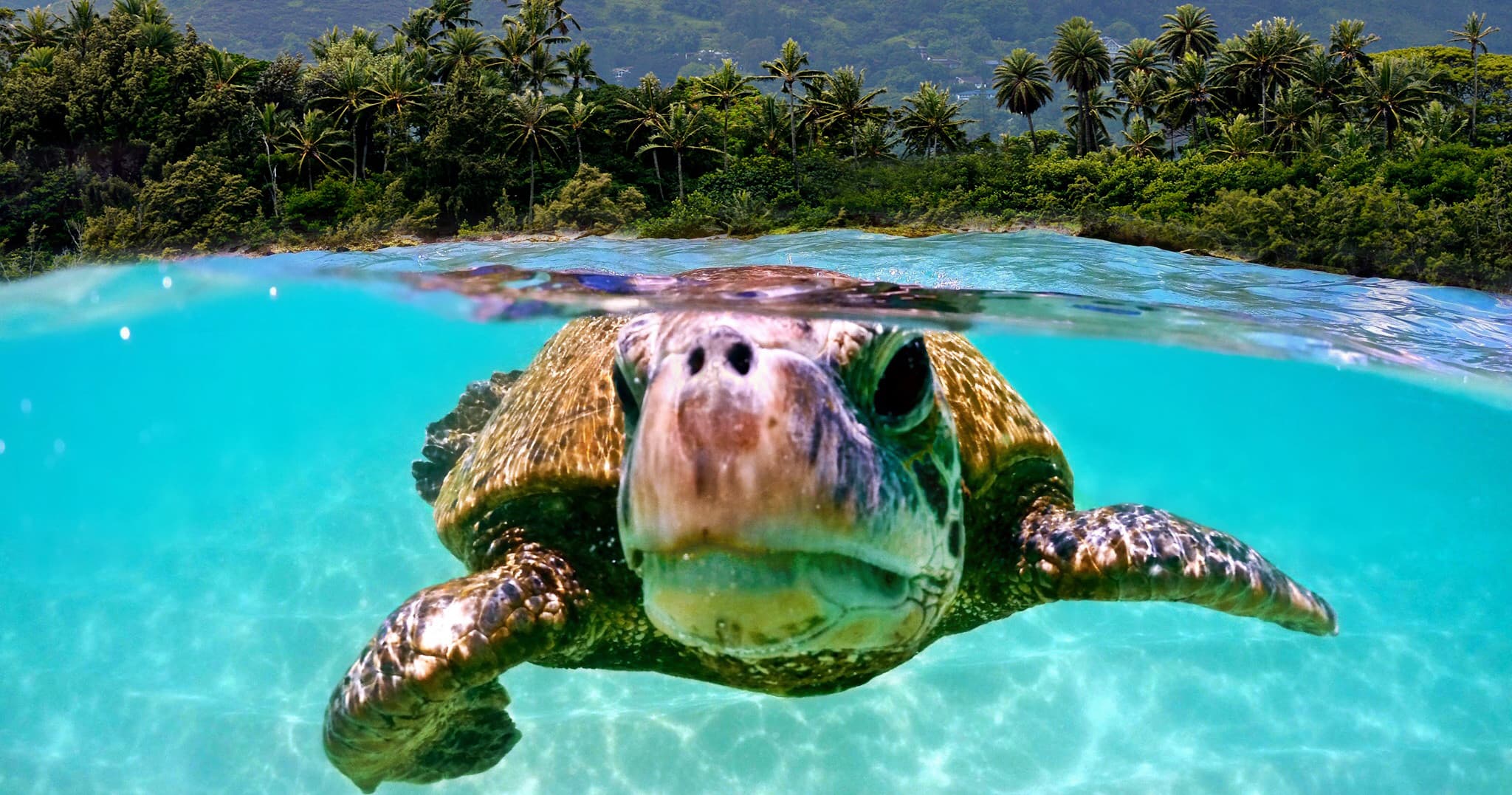 North Shore Snorkel Tour