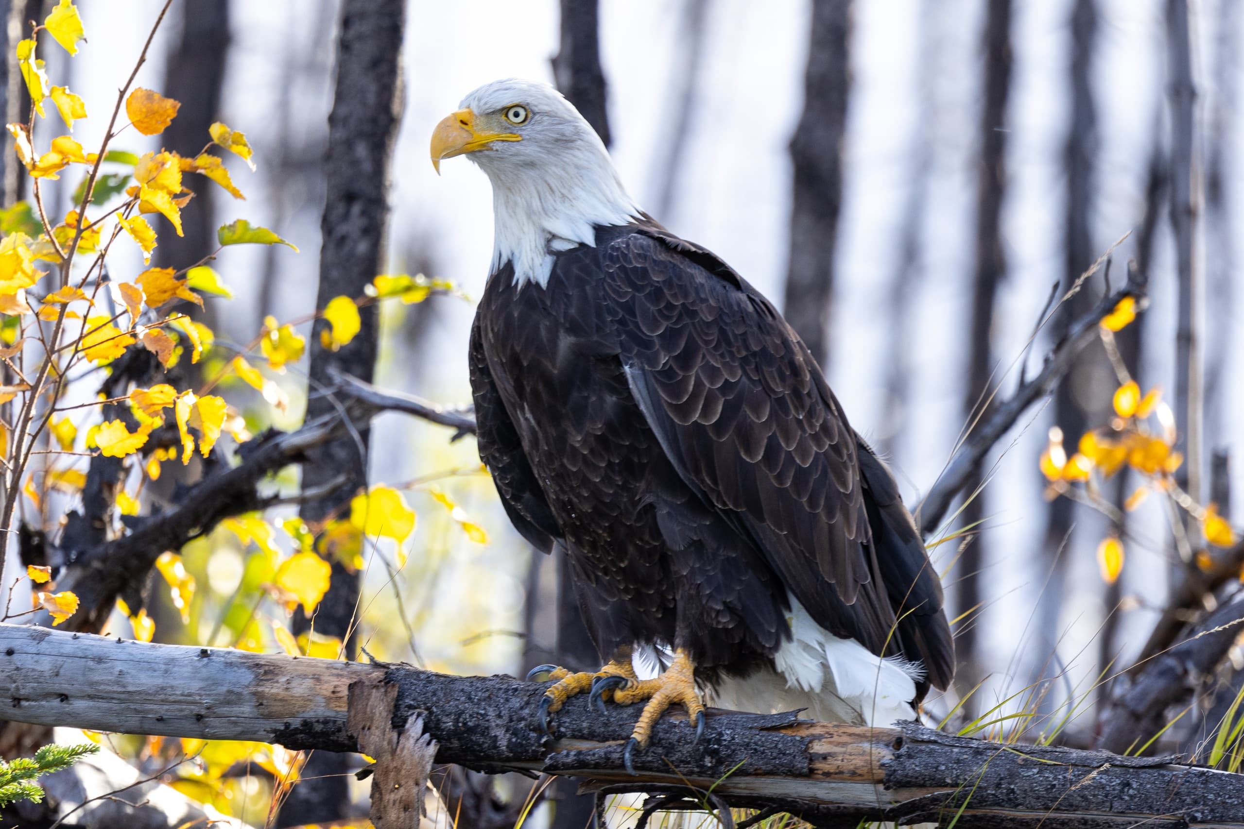 Sightseeing Tour - Kachemak Bay- Homer, AK