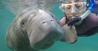 Manatee In-Water Private Snorkel Tours