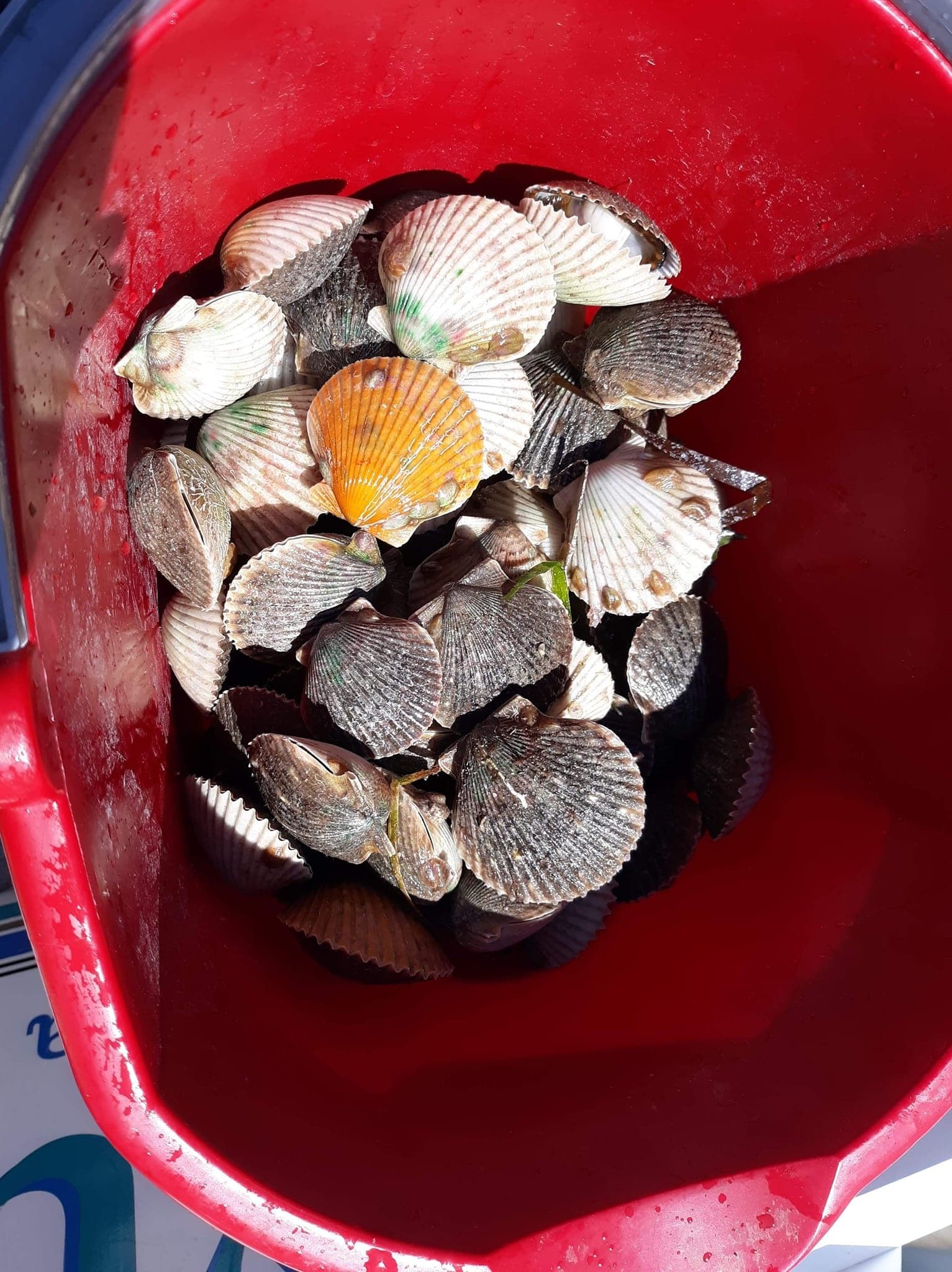 6 Hour Private Scallop Tour --- Larger Group Tours --  7 to 12 Guests