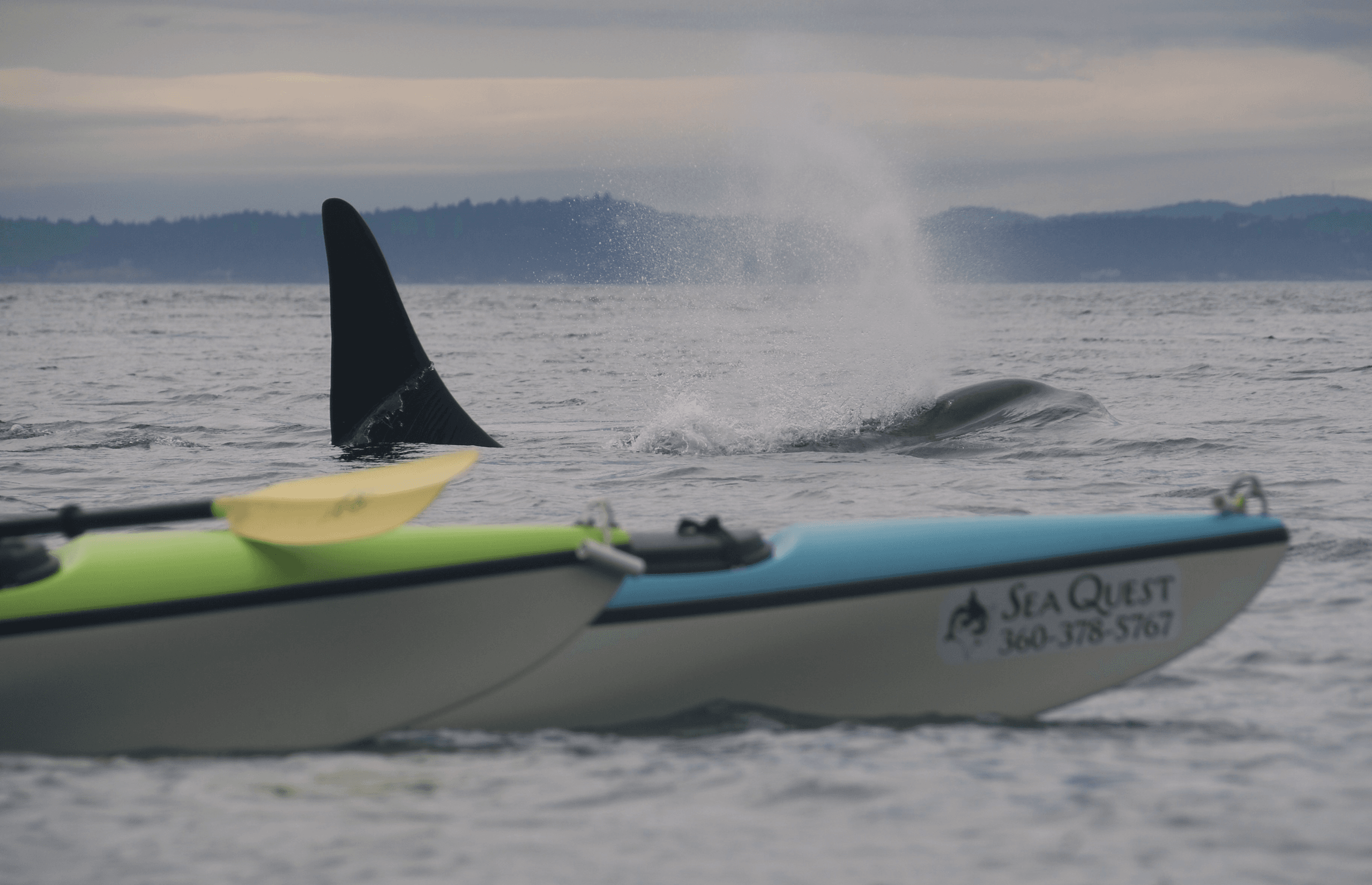 Afternoon 6 Hour Kayak Tour