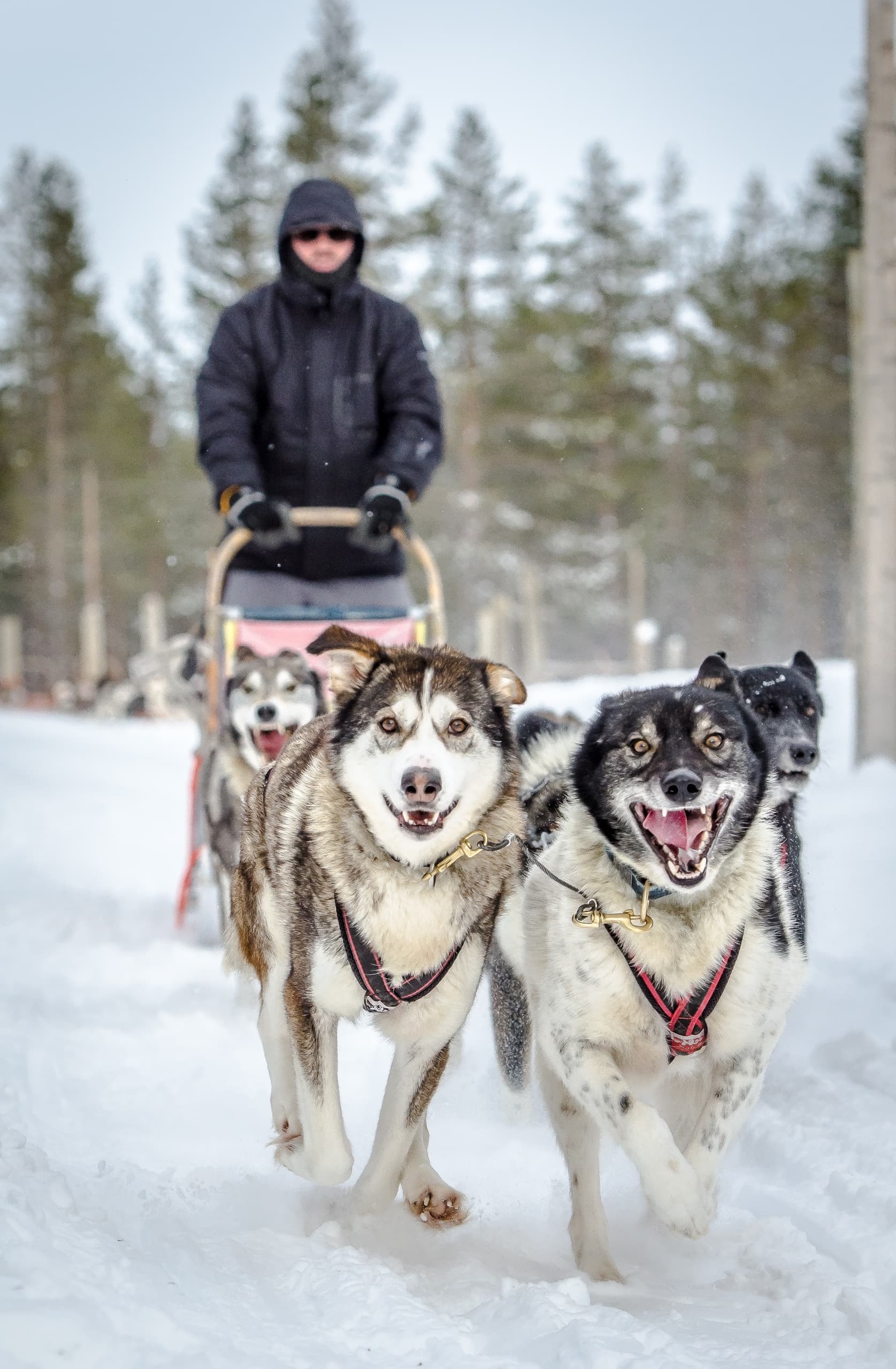Husky Safari 4hrs with Lunch 11:50 (Tue, Thu, Sat)