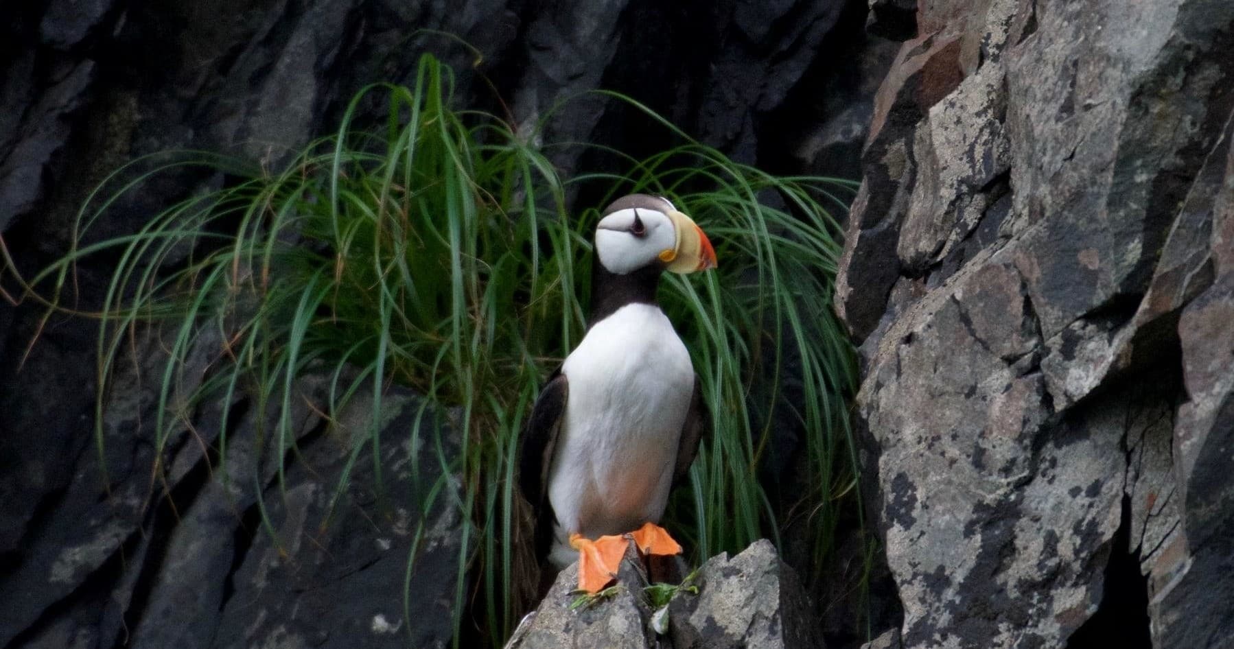 Major Marine Tours: 4-Hour Spring Wildlife Cruise