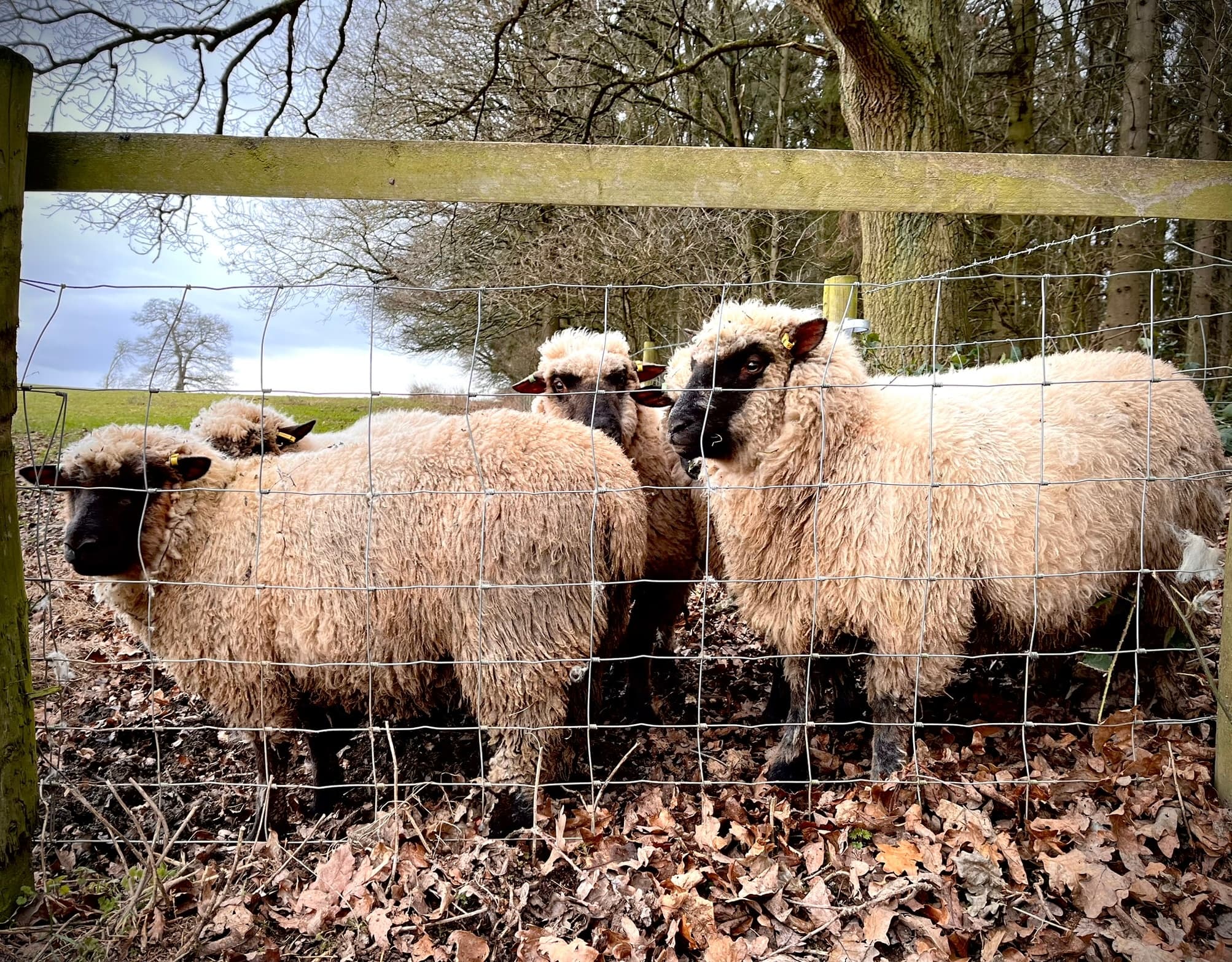 Sheep Trekking