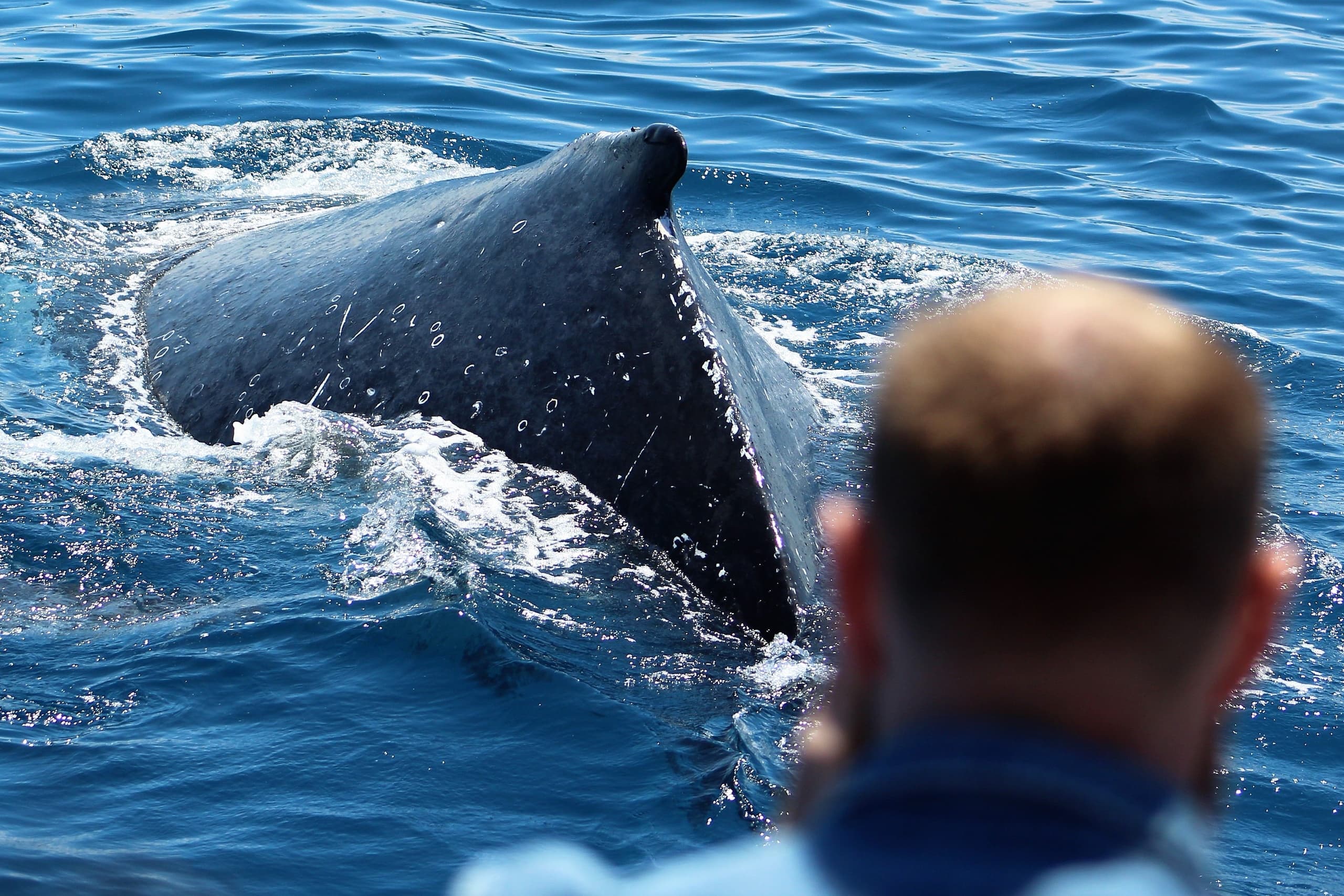 4 Hour - Enduring Whale & Wildlife Tour