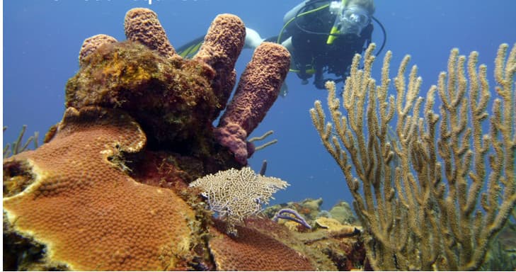 Professionally Guided Shore Dive