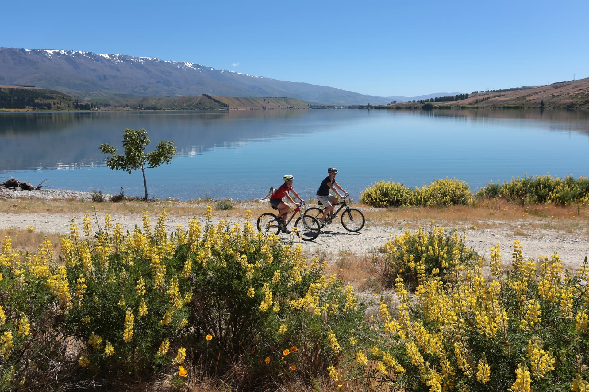 Lake Dunstan Cycle Trail - Bike Hire + Shuttle Package 🚲 🚐