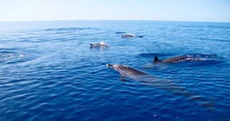 Rota dos Cetaceos - Swimming with Dolphins