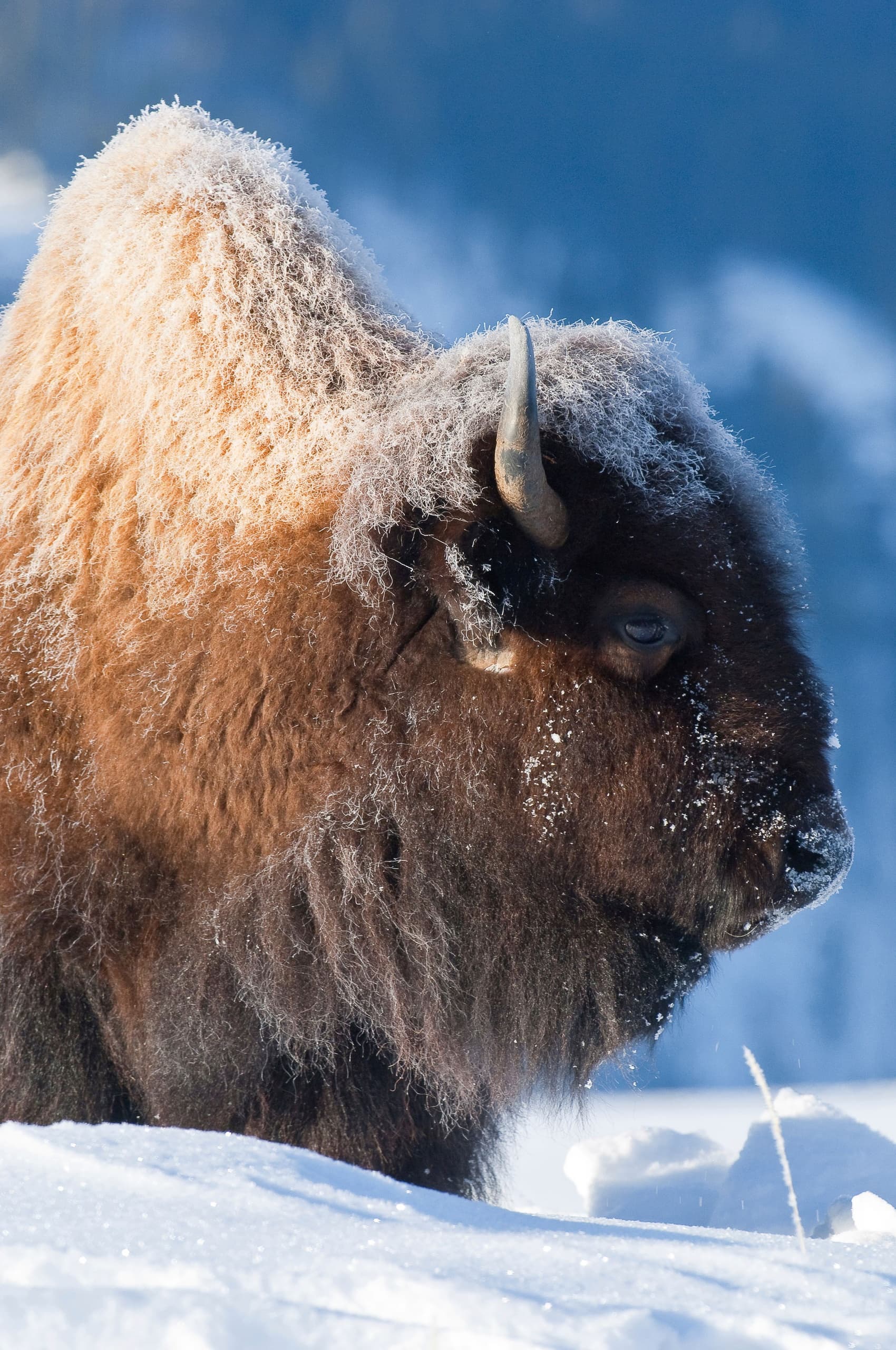 Sunrise & Sunset Safaris (Winter) - Jackson Hole - Private