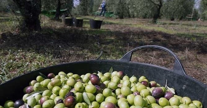 Olive Oil Farm Tour with Tasting