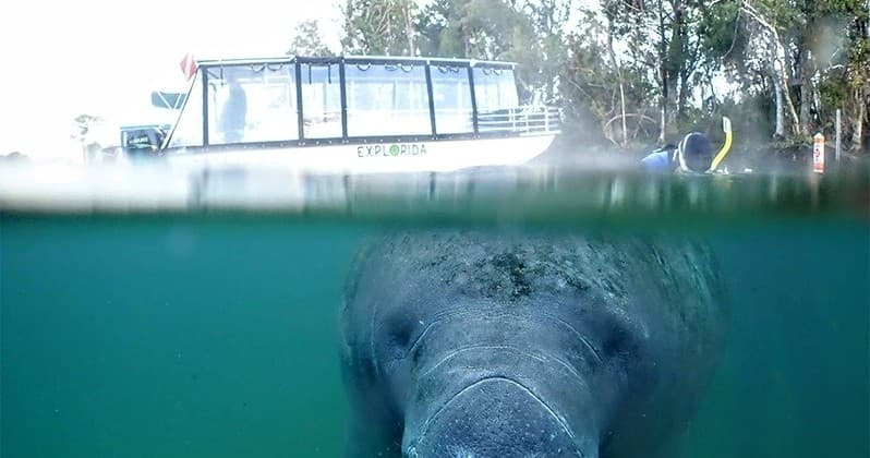 Private Manatee Swim Tour - Group of 17-42 People