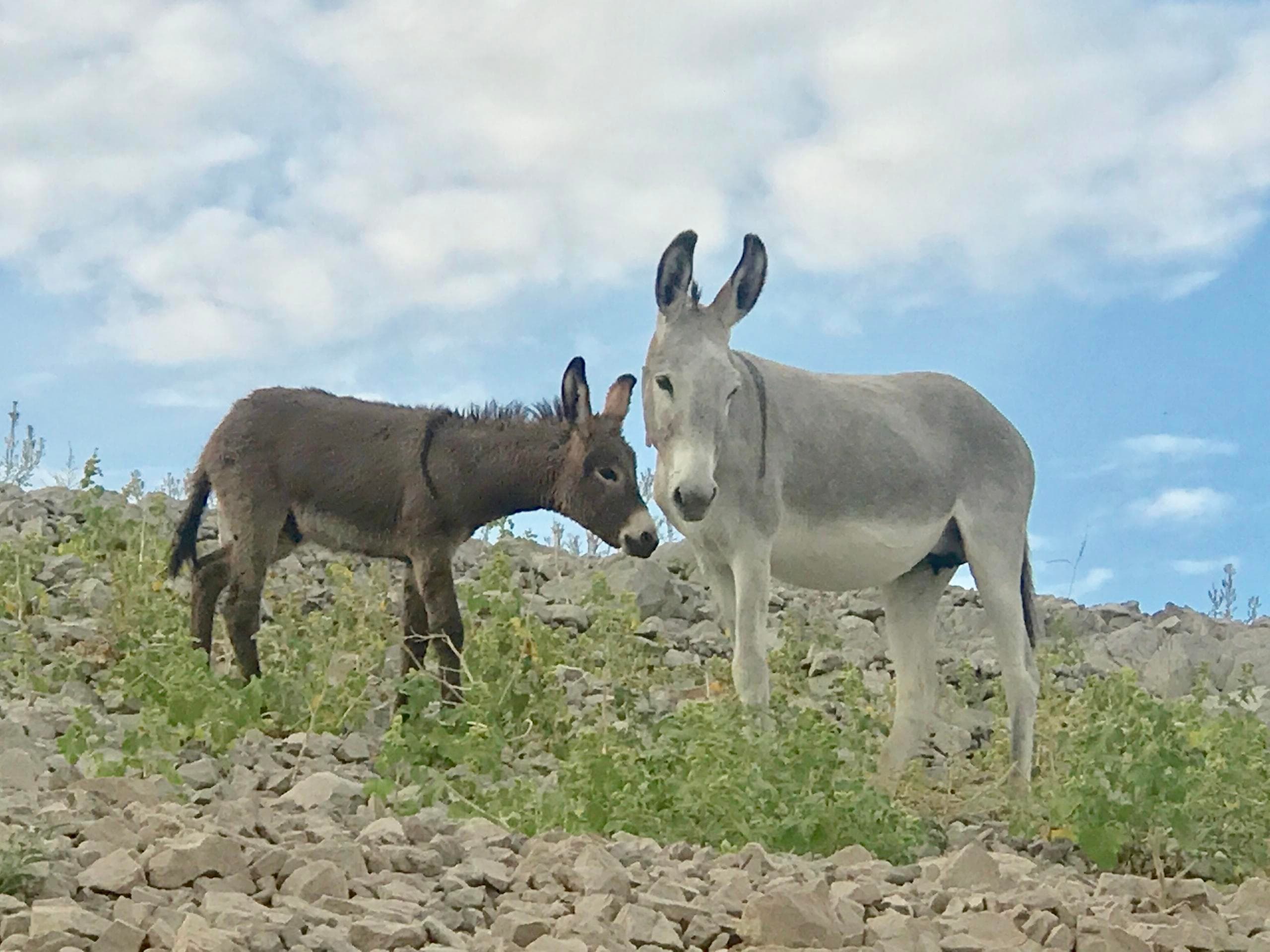 Burro Creek Tour