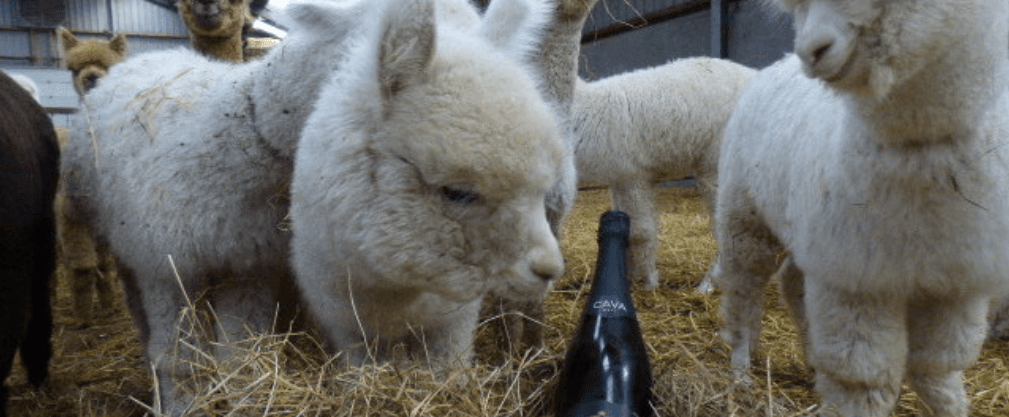 Verwen de Alpacafan