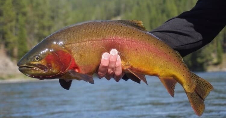 Lake Boat Fly Fishing Trip