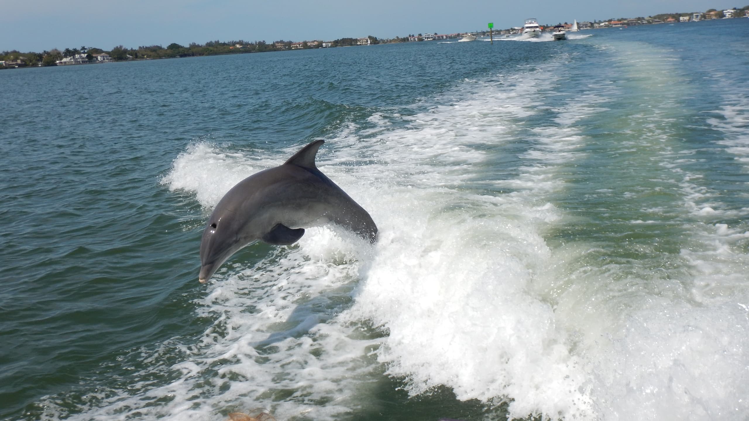 2 Hour Dolphin Tour