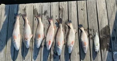 The Fishing Fanatic