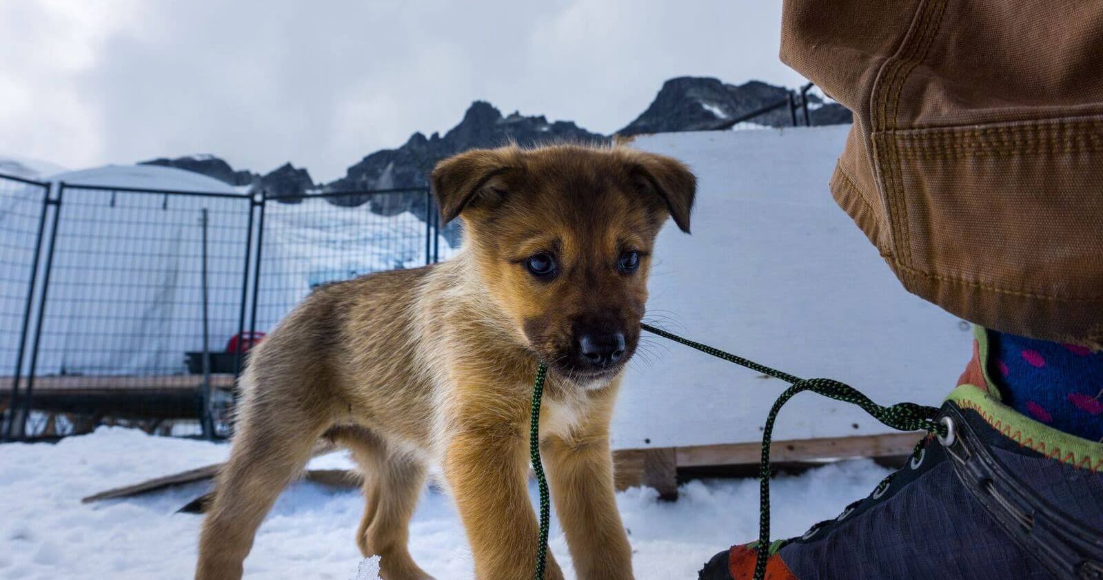 Glacier Sled Dog Experience by Helicopter