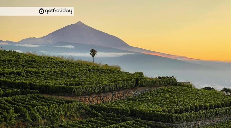 Visita a bodegas y catas de vino en Tenerife