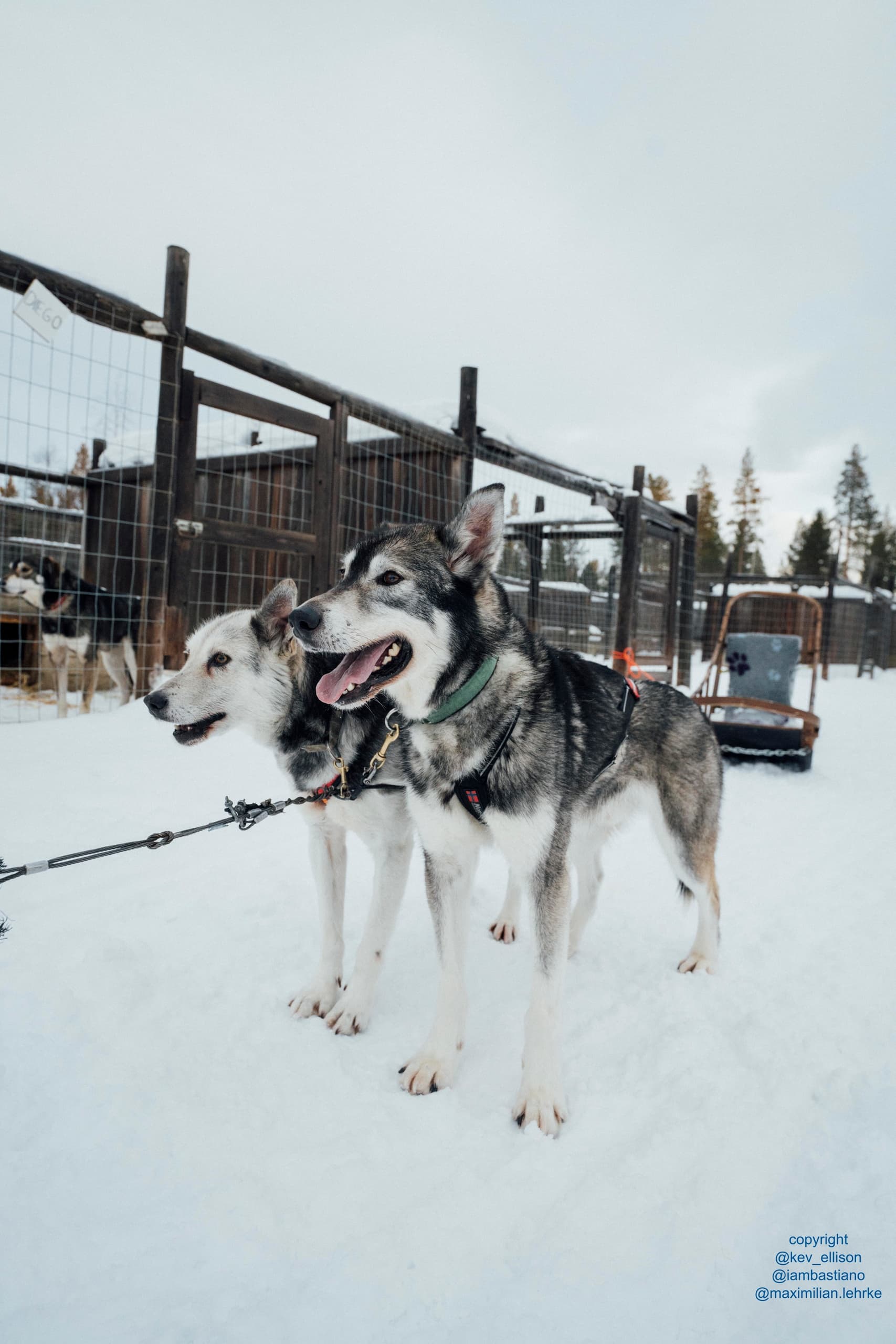Frosty Paws Alley