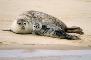 Seal Trip to Blakeney Point