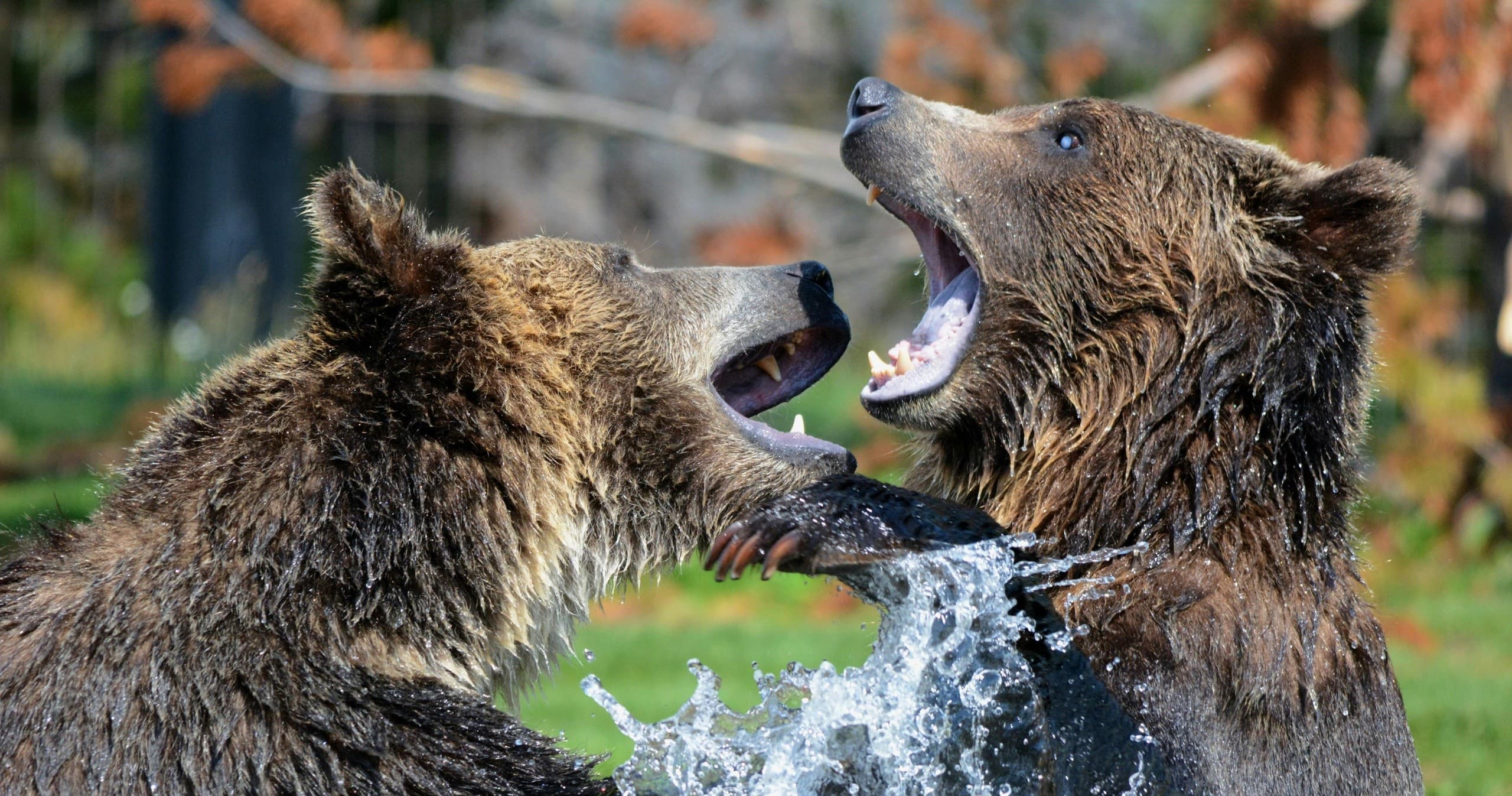 Bear Spray Rental
