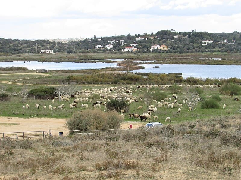 Birdwatching Salgados Lagoon