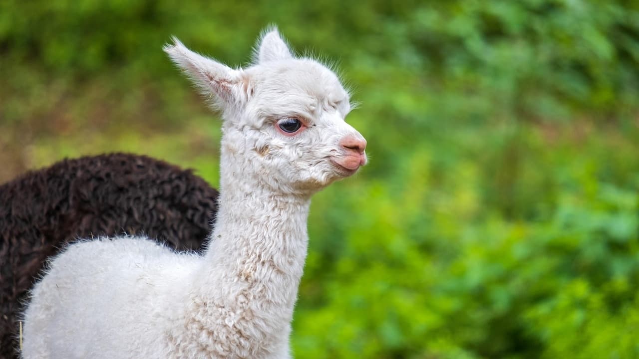 Baby Alpaca Experience