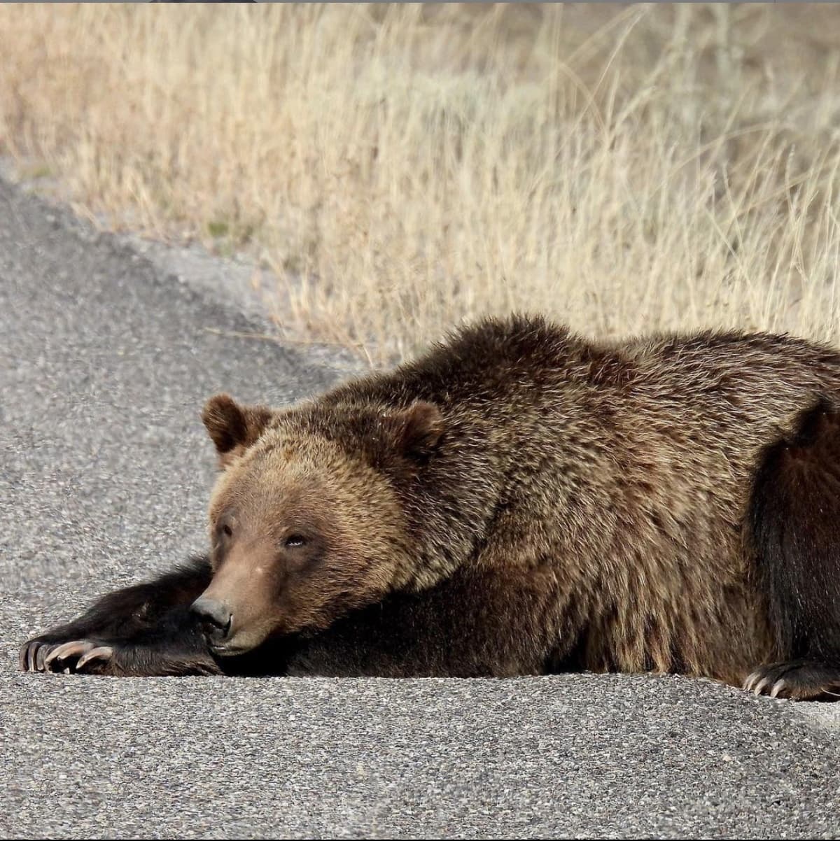 Public Full Day Grand Teton Tour