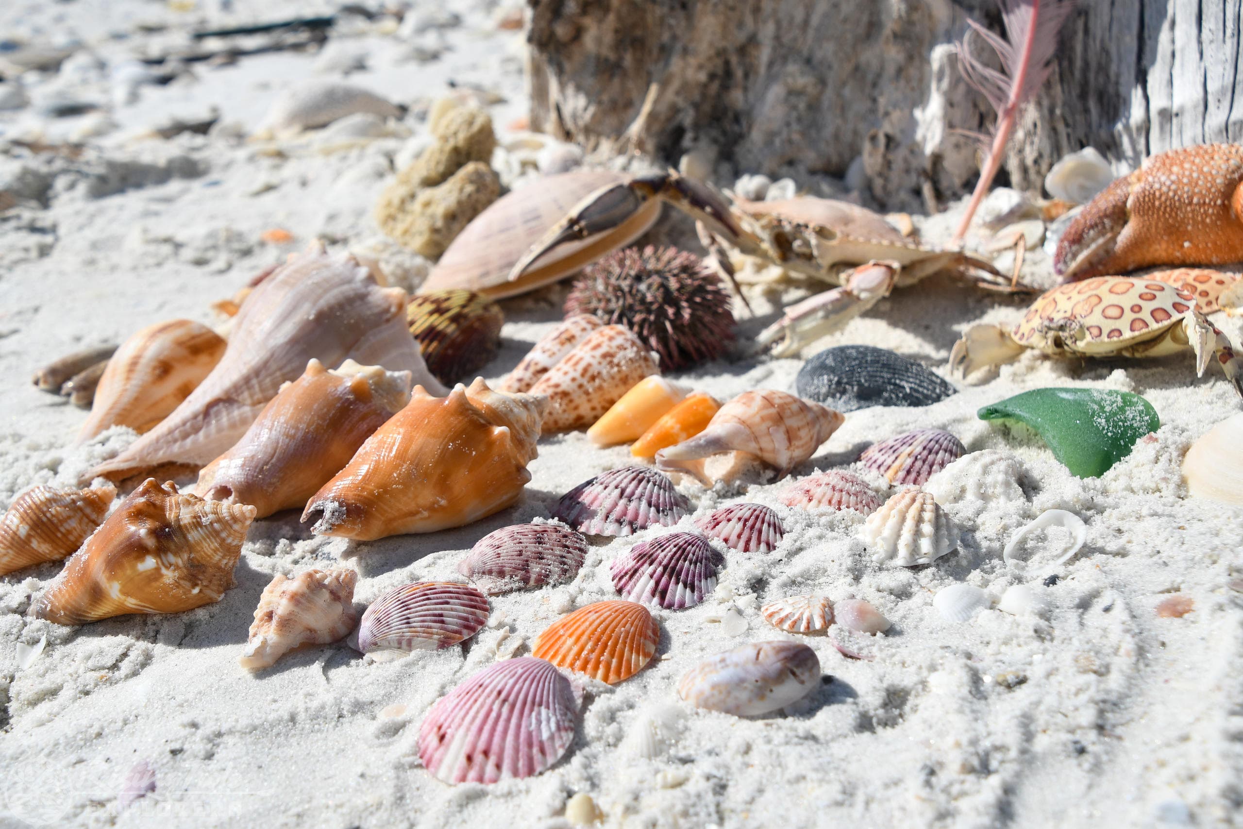 Life’s a Beach Cruise- Barrier Island Shelling