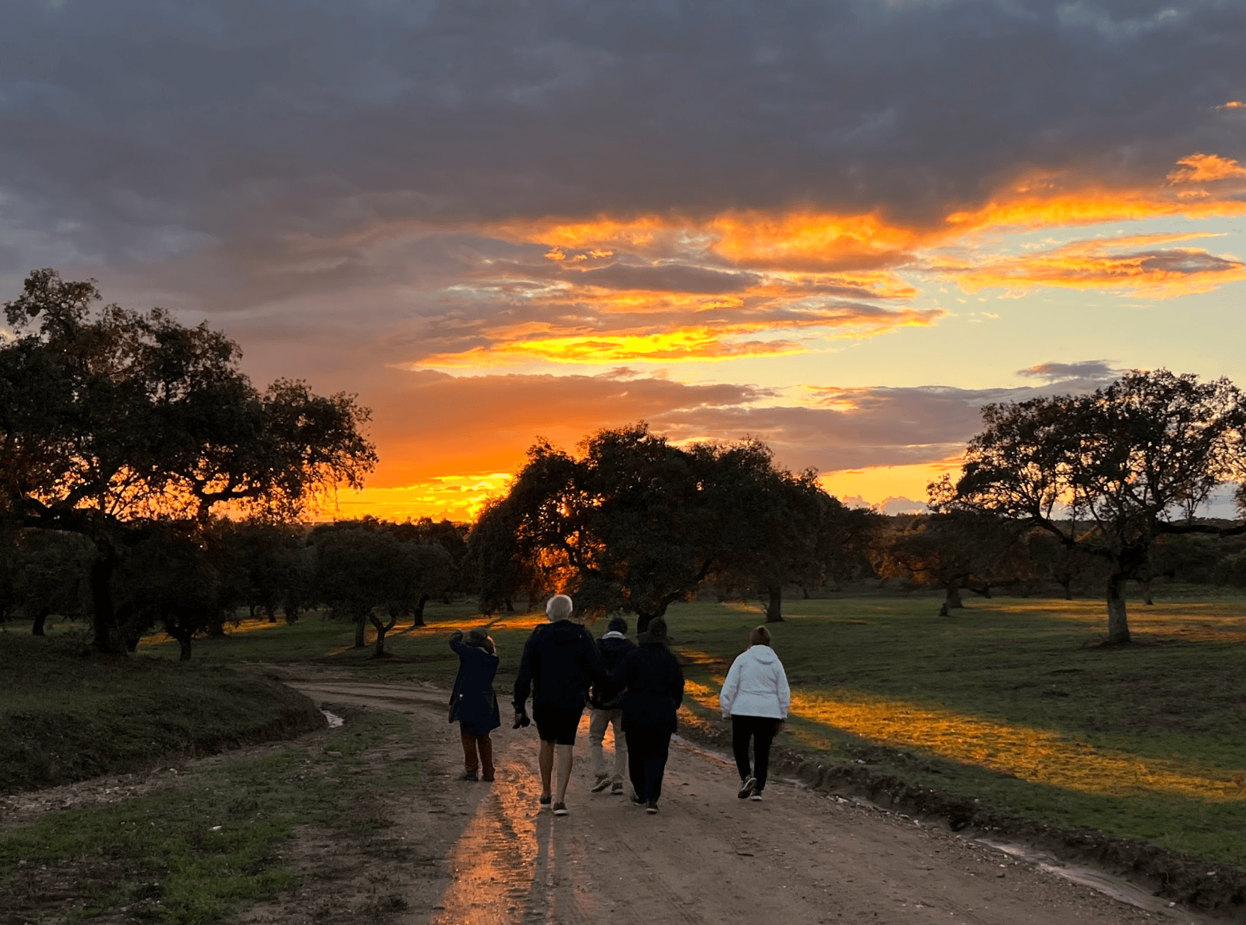 Walk the in Cork Forest Experience Pack