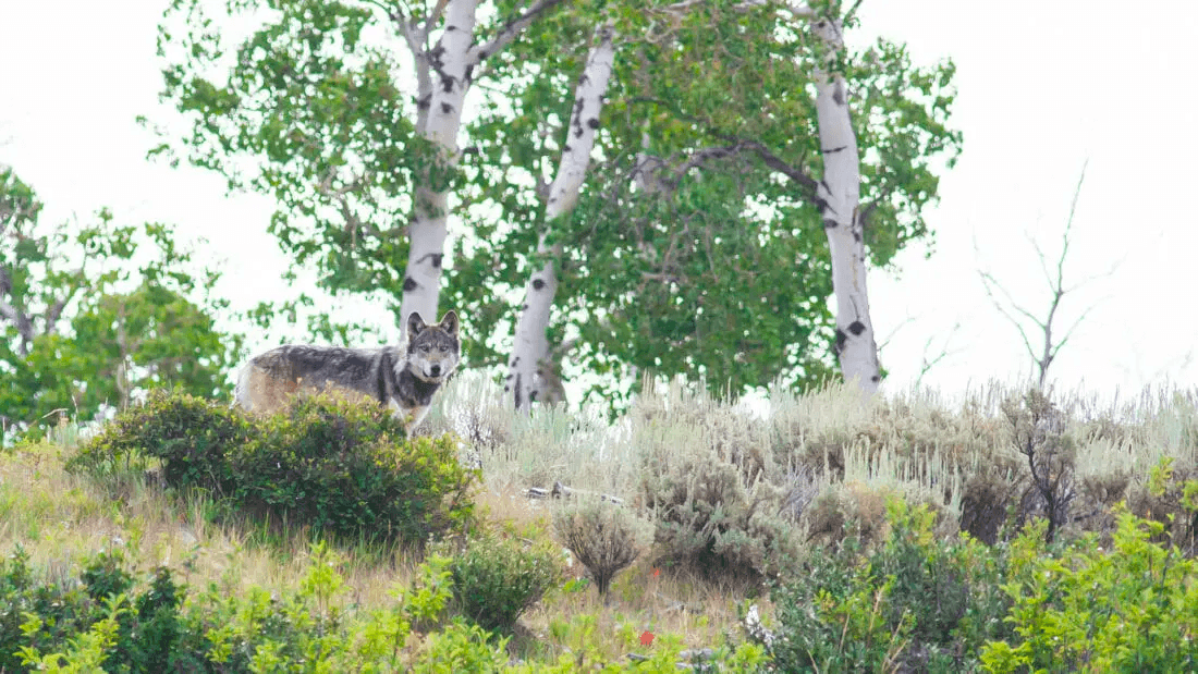 2 Day Bear & Wolf Safari