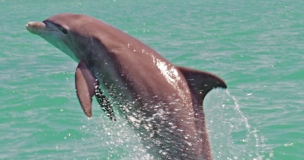 Dolphin Watch