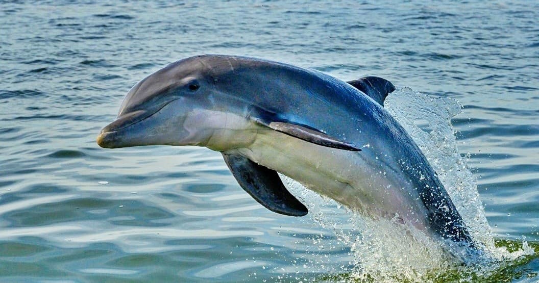 Dolphin Jet Ski Tour