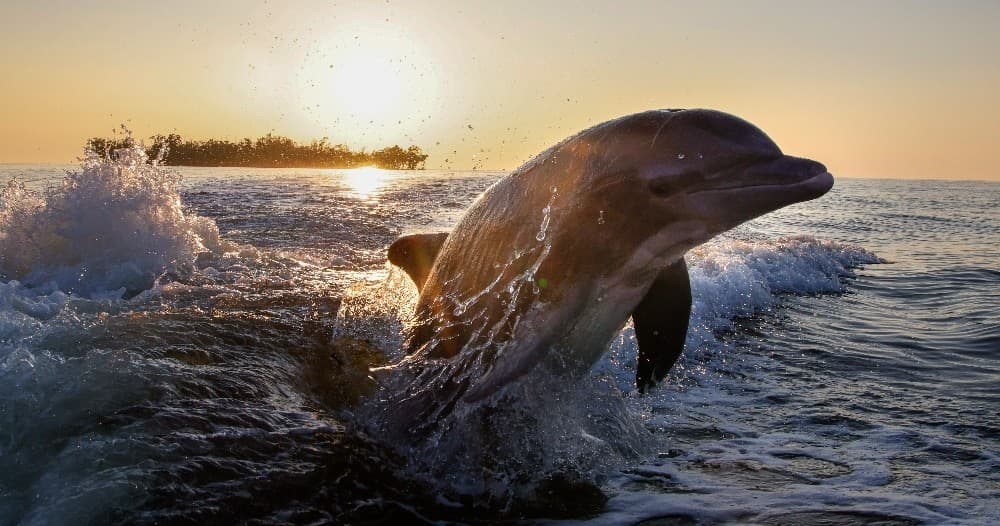 Private Photo Safari - 10,000