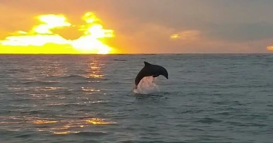 Private Two Hour Dolphin Tour