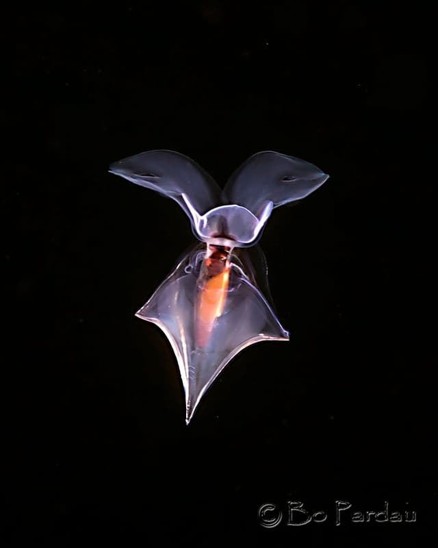 1-Tank Pelagic Black Water Night Dive