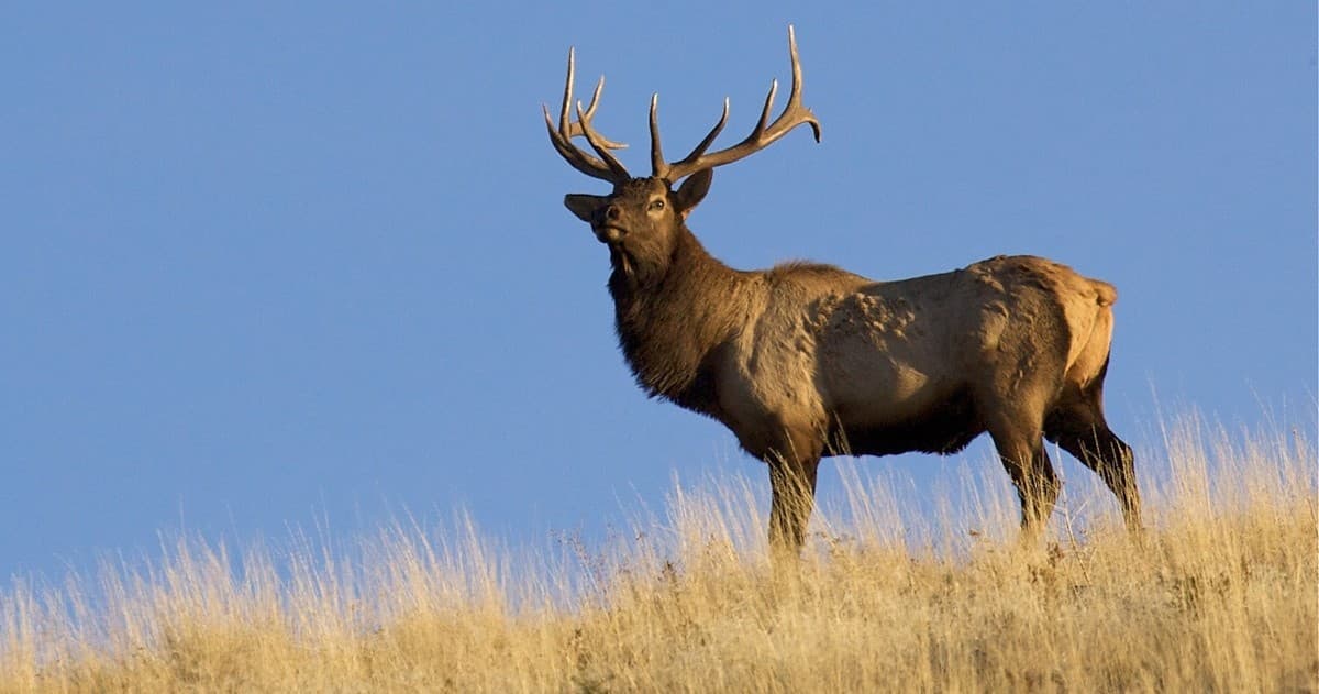 Autumn Walk + Elk Bugle