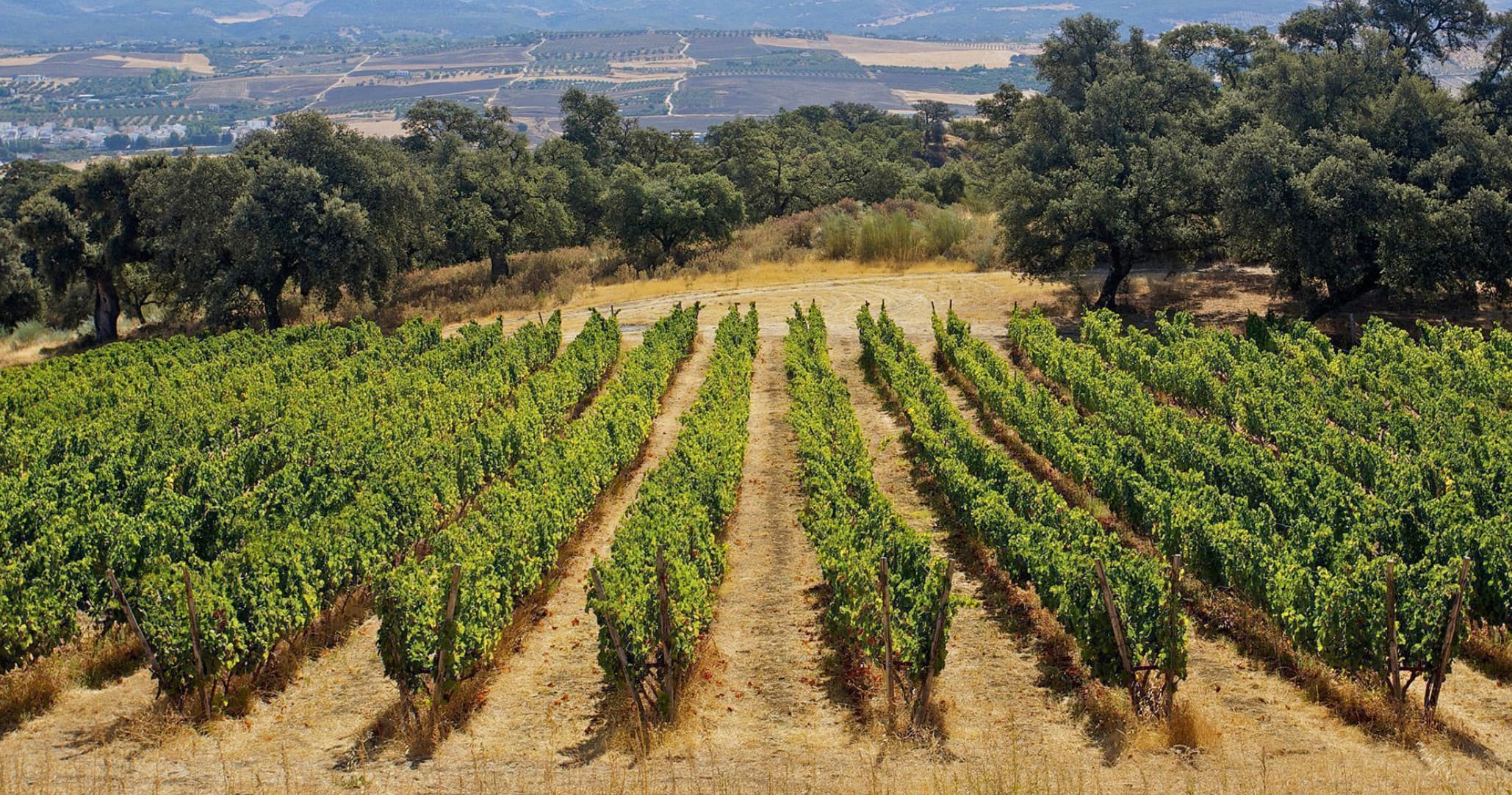 Winery Tour with Tapas and Ronda City Tour