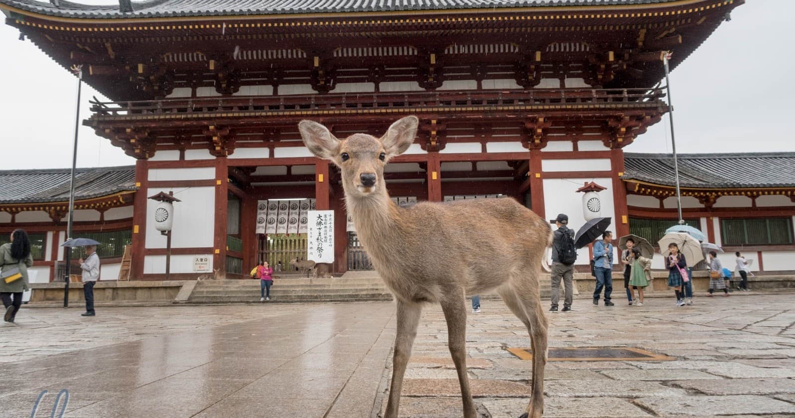 Day-Tour to Fushimi Inari, Nara Park and Osaka from Kyoto