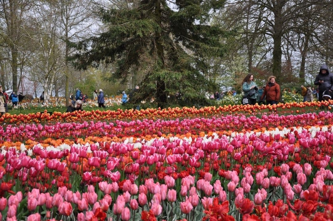Zaanse Schans and Keukenhof Spring Gardens tour