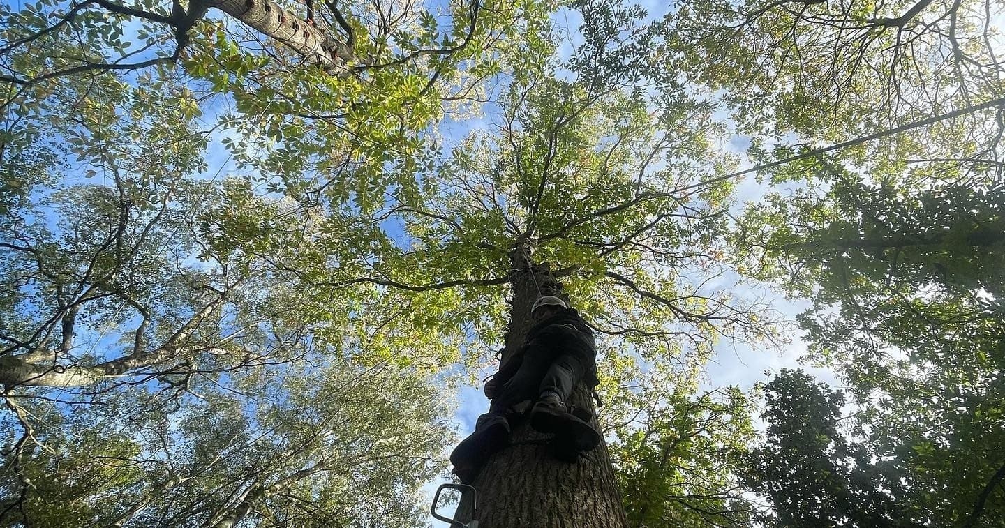 Big Tree Climbing