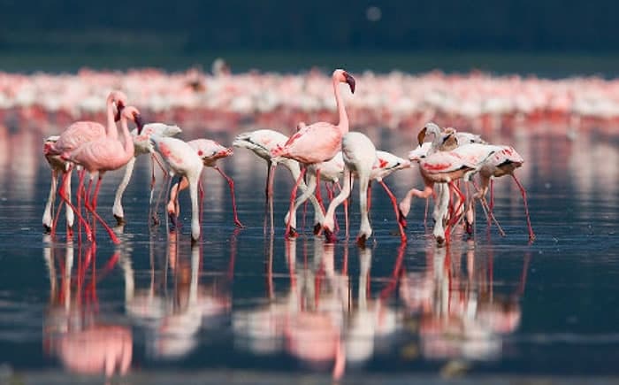 Birdwatching nelle Saline Maria Stella di Trapani: Un'Immersione nella Natura Selvaggia