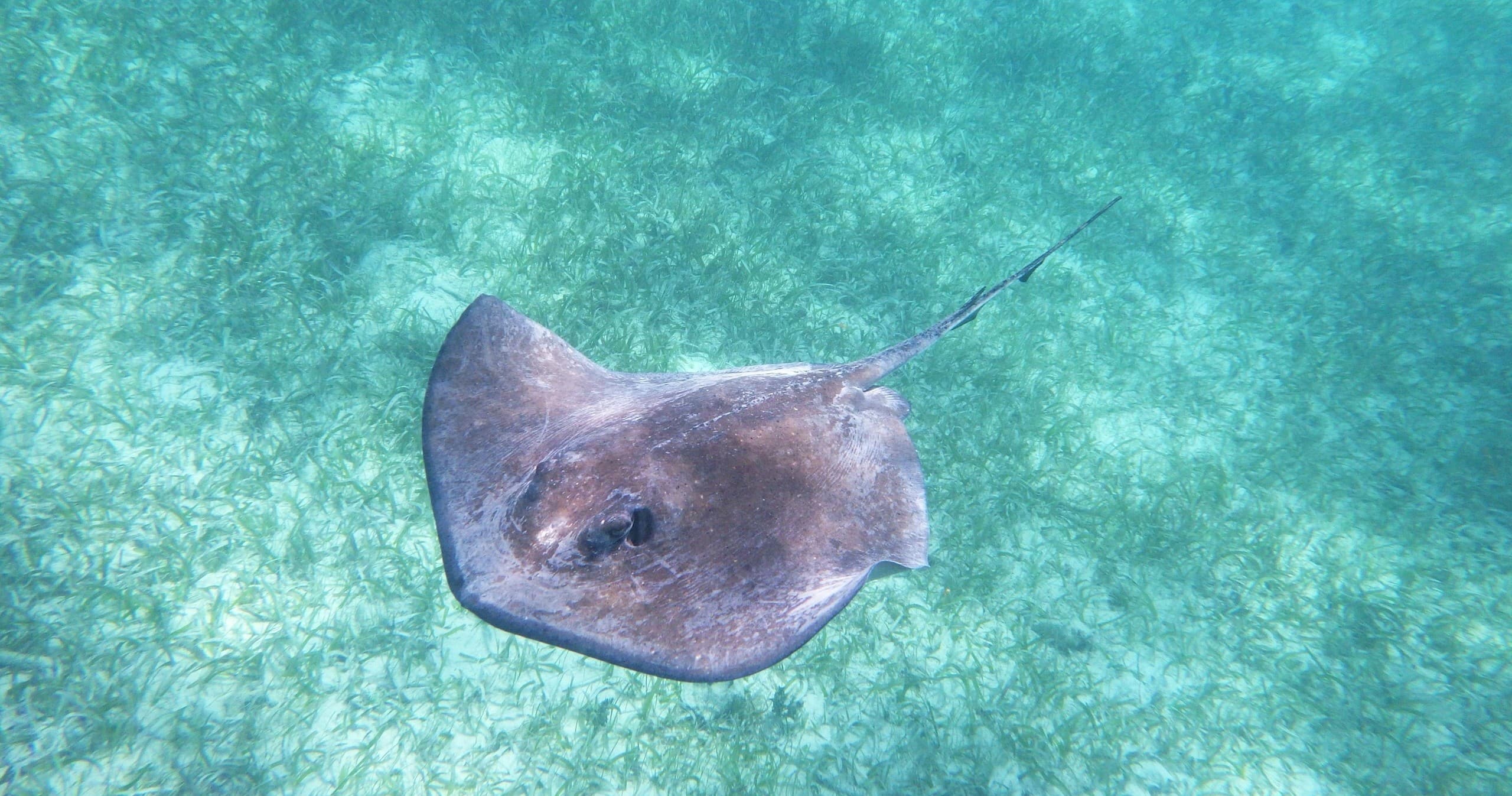Stingray Encounter & Snorkeling Tour - Group