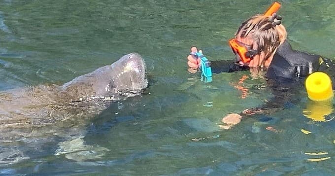 Manatee Galore" | Most Popular | Shared Boat 3 Hours | Homosassa Springs"