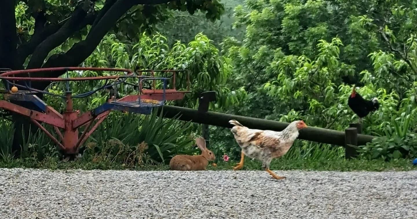 From Egg to Chick