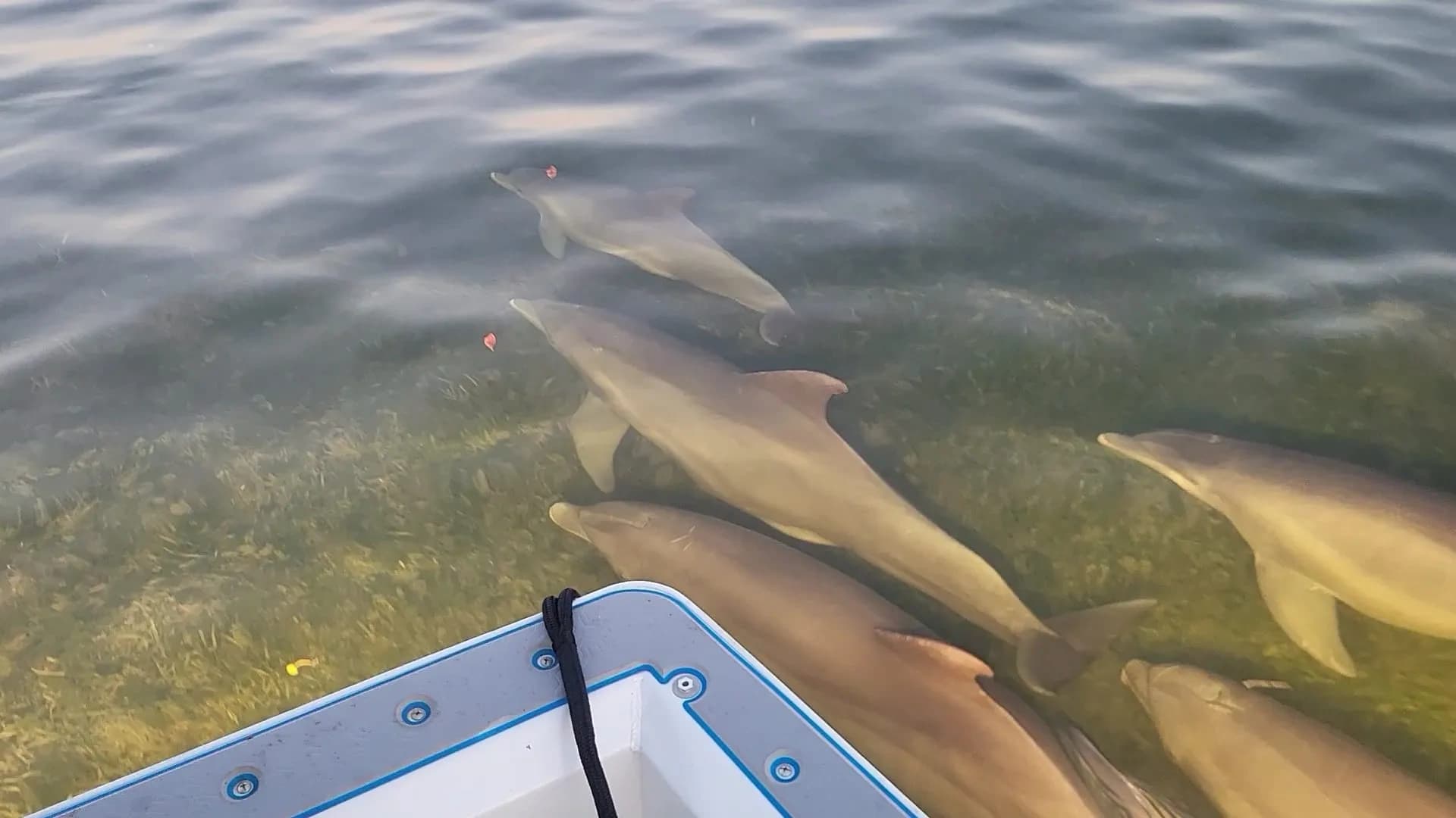 Dolphin Tours