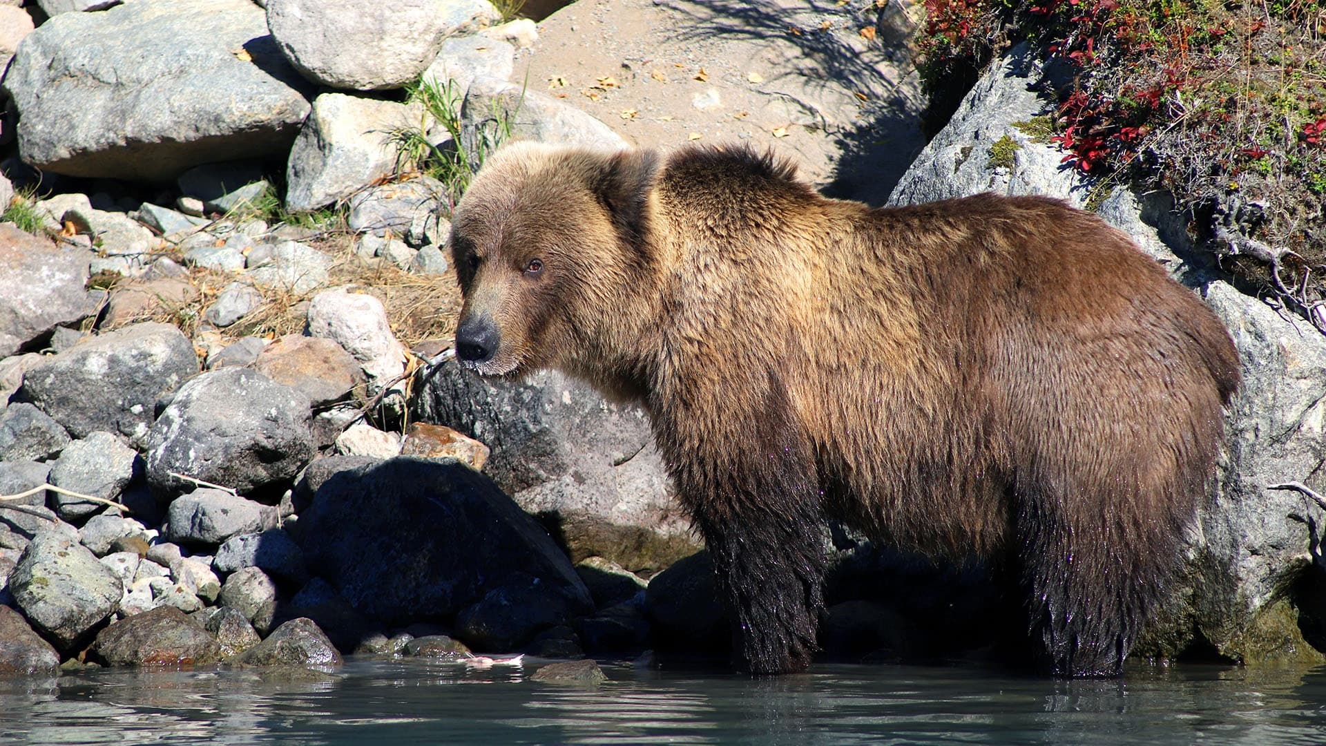 BRL Bear Viewing & Fishing