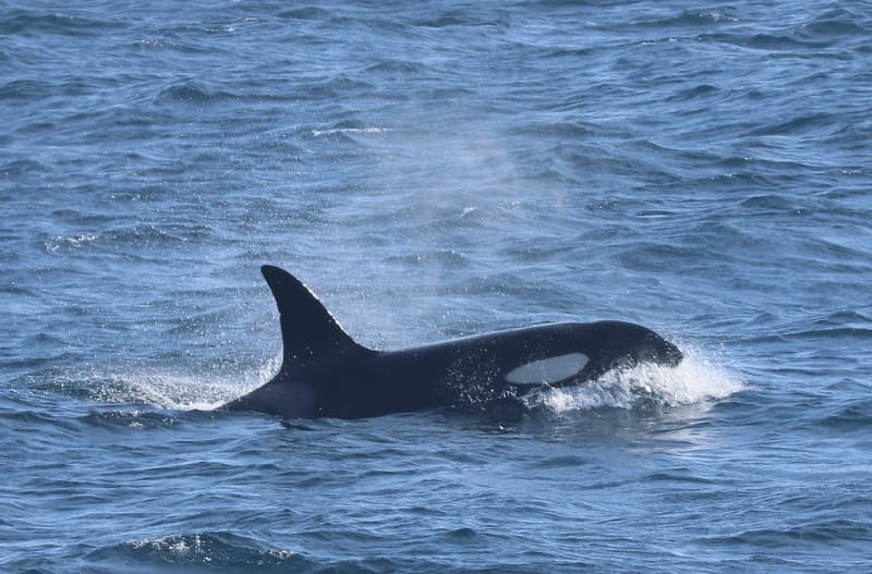 Summer Whale Safari-Andenes